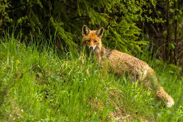Red Fox Vulpes Vulpes Bieszczady Mountains Polonia — Foto Stock