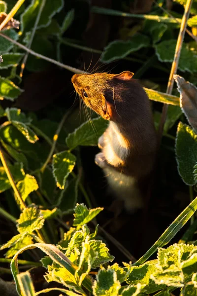 Least Weasel Mustela Nivalis Bieszczady Mountains Poland — Stock Photo, Image