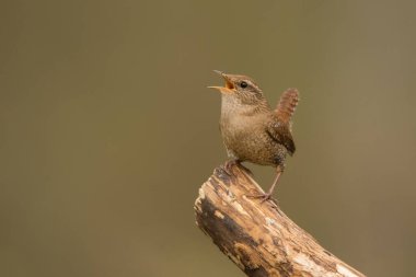 Winter Wren, Troglodit trogloditleri. Yüksek sesle öten kuş