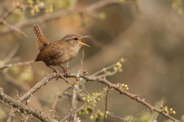 Winter Wren Trogloditi Trogloditi Uccello Canterino Forte — Foto Stock