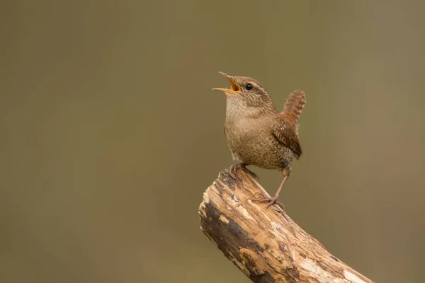 Winter Wren Troglodytes Troglodytes Loud Singing Bird — 图库照片