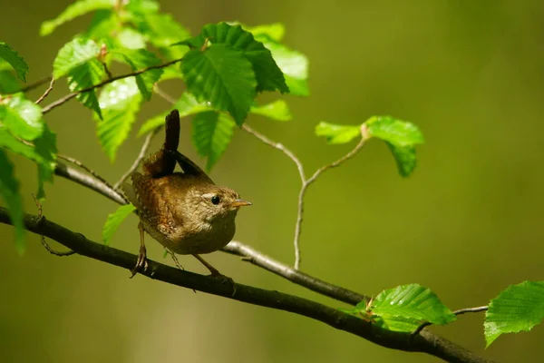 Winter Wren Troglodytes Troglodytes Loud Singing Bird — Stockfoto