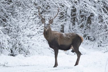 Kızıl geyik geyiği, Cervus elaphus.