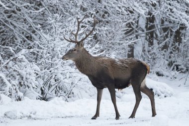 Kızıl geyik geyiği, Cervus elaphus.