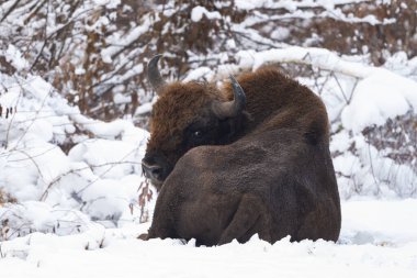 Avrupa Bizonu (Bison bonasus). Bieszczady Dağları, Karpatlar, Polonya.