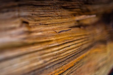 Taze ahşap ahşap doku geçmişi. Gri kızılağaç, benekli kızılağaç, Alnus incana
