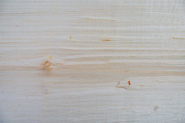 Taze ahşap ahşap doku geçmişi. Sycamore akçaağaç, Acer psödoplatanus