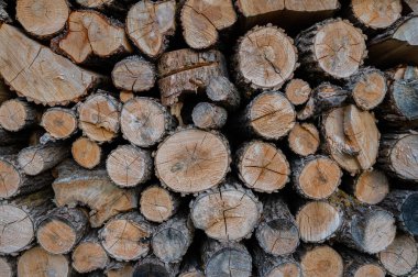 Kıştan önce kuruyan bir odun yığını.