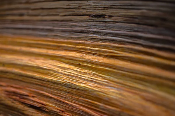 Fresh Wood Log Texture Background Grey Alder Speckled Alder Alnus — Stock Photo, Image