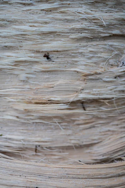 Färsk Trä Log Textur Bakgrund Blåvitling Carpinus Betulus — Stockfoto