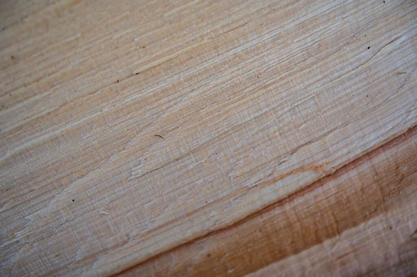 Fresh Wood Log Texture Background European Beech Fagus Sylvatica — Stock Photo, Image