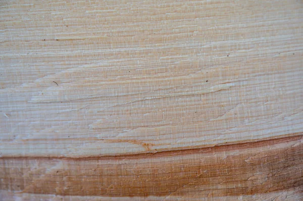 Świeże Drewno Tekstury Tła Buk Europejski Fagus Sylvatica — Zdjęcie stockowe