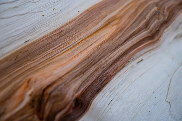 Fresh Wood Log Texture Background Grey Alder Speckled Alder Alnus — Stock Photo, Image
