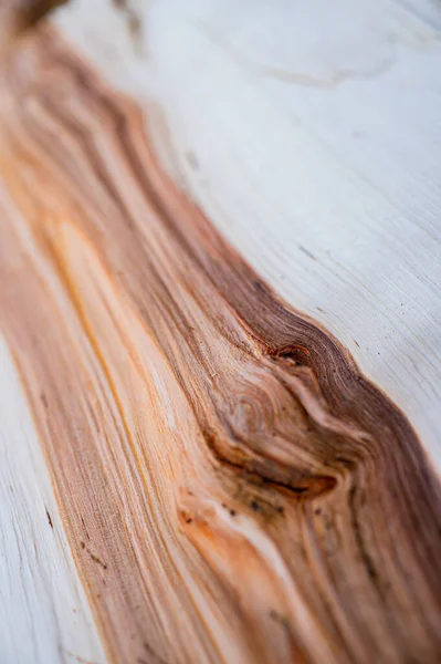 Madeira Fresca Log Textura Fundo Amieiro Cinzento Amieiro Salpicado Alnus — Fotografia de Stock