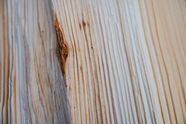 Fresh Wood Log Texture Background European Silver Fir Abies Alba — Stock Photo, Image