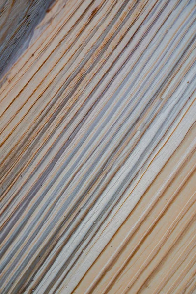 Fresh Wood Log Texture Background European Silver Fir Abies Alba — стокове фото