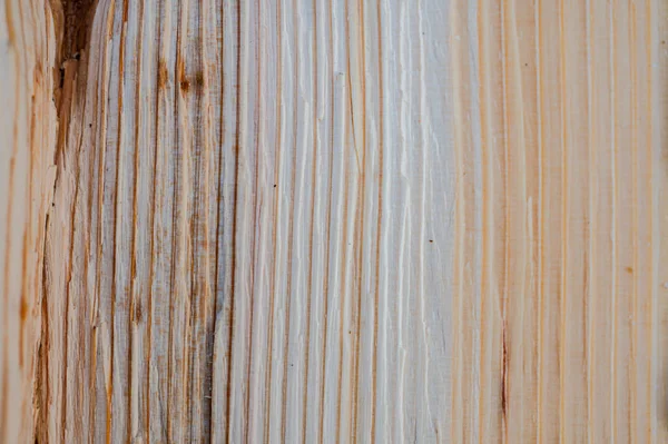 Färsk Trä Log Textur Bakgrund Europeisk Silvergran Abies Alba — Stockfoto