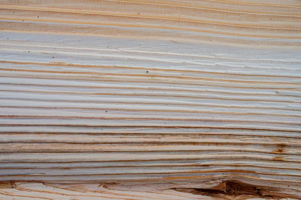 Fresh Wood Log Texture Background European Silver Fir Abies Alba — Stock Photo, Image