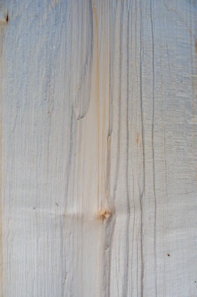 Färsk Trä Log Textur Bakgrund Sycamore Maple Acer Pseudoplatanus — Stockfoto