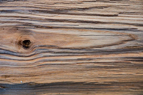 Fresh Wood Log Texture Background European Ash Fraxinus Excelsior — стокове фото