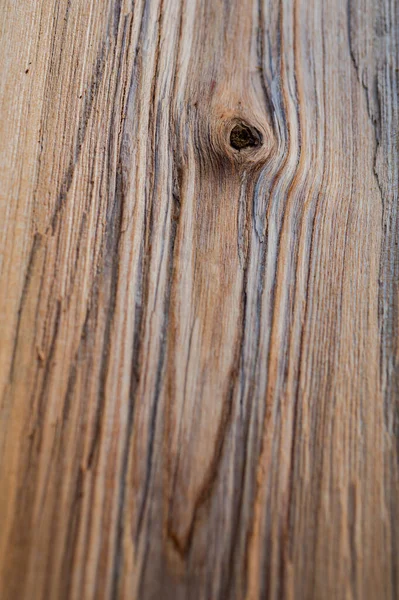 Fresh Wood Log Texture Background European Ash Fraxinus Excelsior — стоковое фото