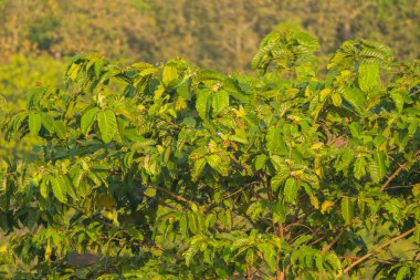 Kırmızı göğüslü muhabbet kuşu / Psittacula alexandri