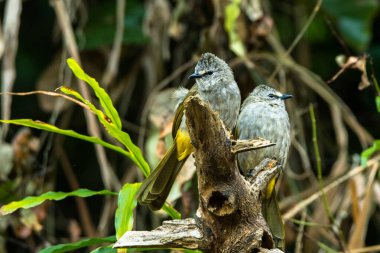 Flavescent Bulbul / Pycnonotus flavescens