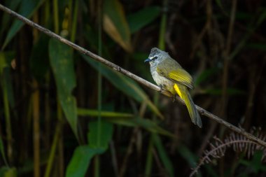 Flavescent Bulbul / Pycnonotus flavescens