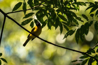 Siyah ibikli bulbul, Pycnonotus melanicterus flaviventris