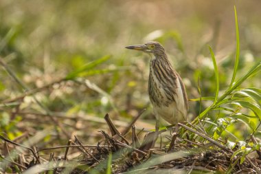Çin pond heron, ardeola bacchus