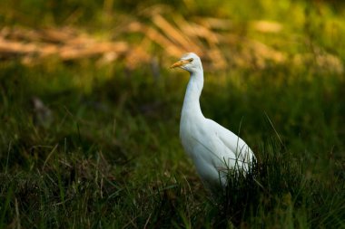 Sığır Egret, Bubulcus Ibis, Vietnam