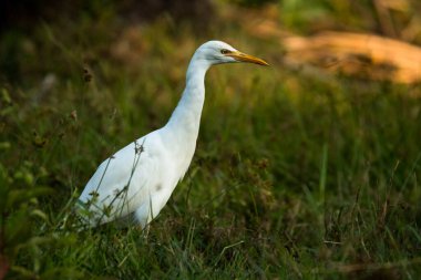 Sığır Egret, Bubulcus Ibis, Vietnam