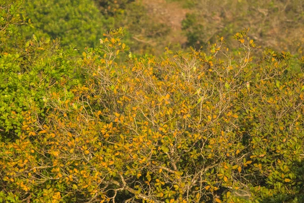 Rotbrustsittich Psittacula Alexandri — Stockfoto