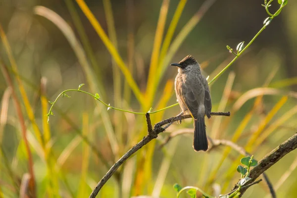 Sooty Headed Bulbul Pycnonotus Aurigaster — Stockfoto