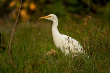 Sığır Egret, Bubulcus Ibis, Vietnam
