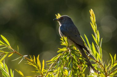 Ashy Drongo, Dicrurus lökophaeus, Vietnam