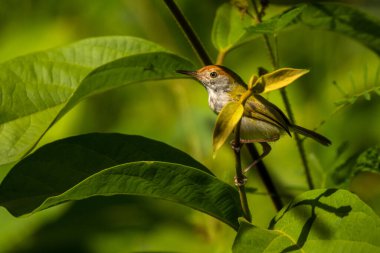 Koyu boyunlu terzi kuşu, Orthotomus atrogularis, Vietnam