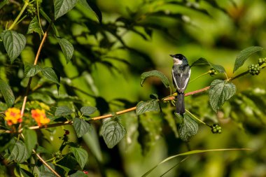 Kanatlı sinekkapan-örümcekkuşu, Hemipus picatus, Vietnam