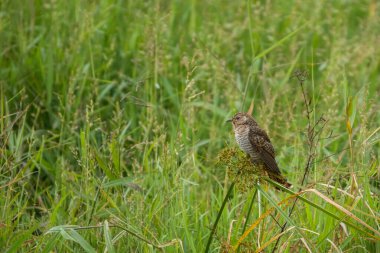 Acıklı Cuckoo, Cacomantis merulinus, Vietnam
