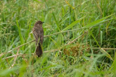Acıklı Cuckoo, Cacomantis merulinus, Vietnam