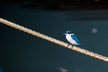 Yakalı Kingfisher, Todiramphus kloris, Mui Ne, Vetnam.