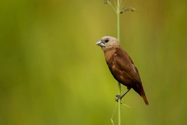 Beyaz başlı Munia, Lonchura maja, Vietnam