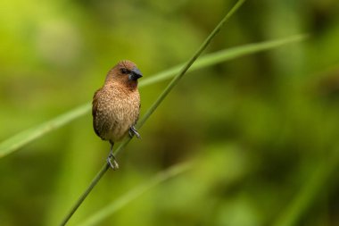 Pullu göğüslü Munia, Lonchura punctulata, Vietnam