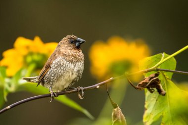 Pullu göğüslü Munia, Lonchura punctulata, Vietnam