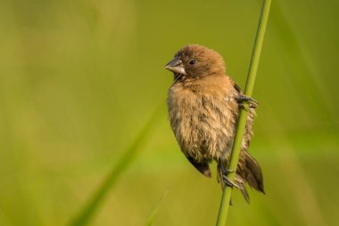 Pullu göğüslü Munia, Lonchura punctulata, Vietnam