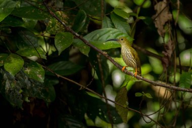 Çizgili Örümcek Avcısı, Arachnothera Magna, Vietnam