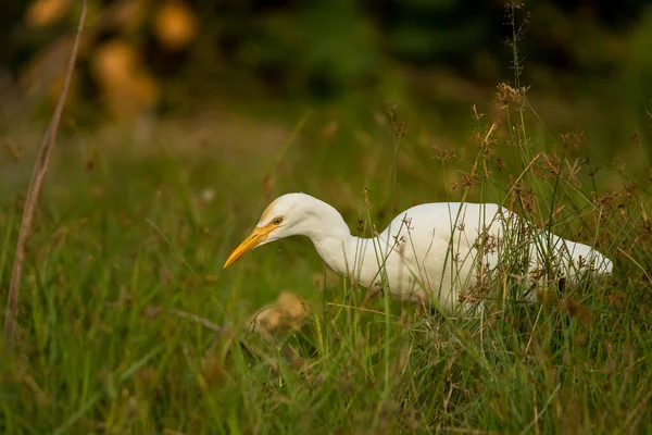 Runderen Egret Bubulcus Ibis Vietnam — Stockfoto