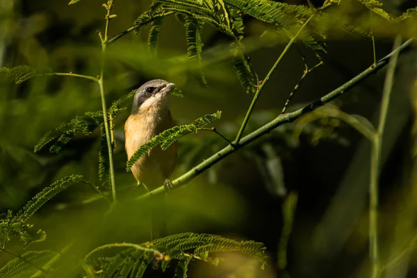 Burmese Shrike Lanius Collurioides Vietnam — 图库照片