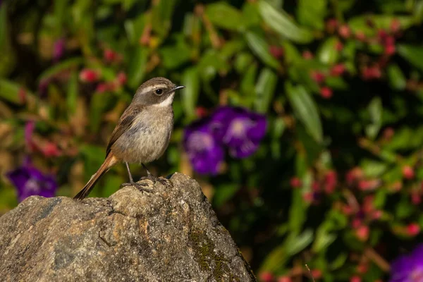 Grauer Buschschwätzer Saxicola Ferreus — Stockfoto