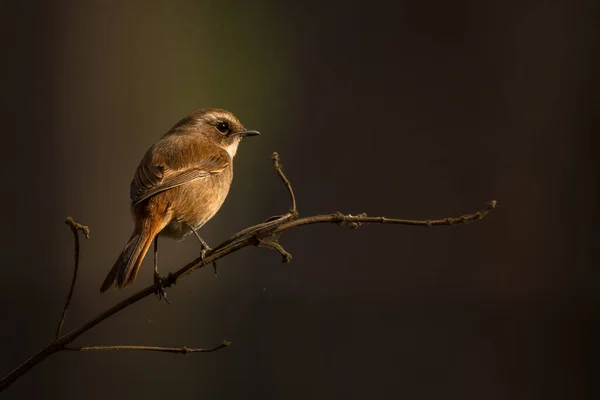 Grey Bush Chat Saxicola Ferreus — Stock Photo, Image